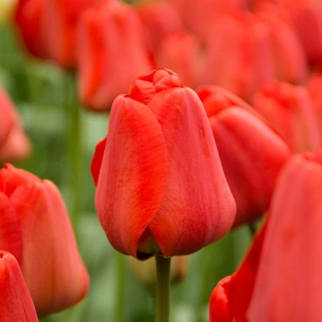 Apeldoorn Tulip