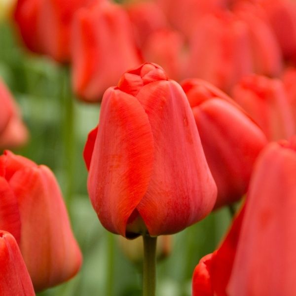 Apeldoorn Tulip