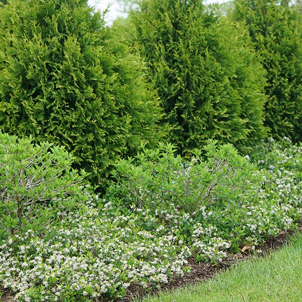 Ground Hug&reg; Aronia