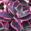 SunSparkler&reg; Dream Dazzler Sedum