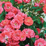 Coral Drift&reg; Rose Tree