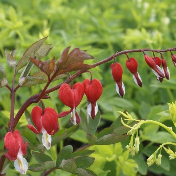 Valentine&reg; Bleeding Heart