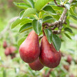 Red Bartlett Pear Tree