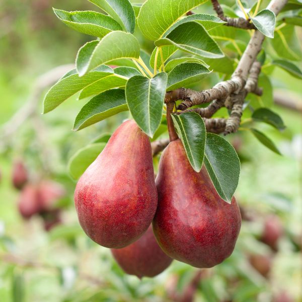 Red Bartlett Pear Tree