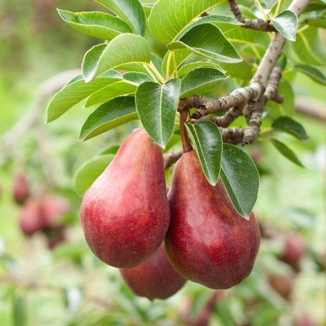 Red Bartlett Pear Tree