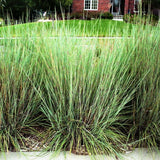 Prairie Blues Little Bluestem Grass