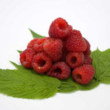 Polana Raspberry Bush