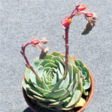 Echeveria Elegans