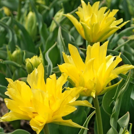 Yellow Spider Tulip