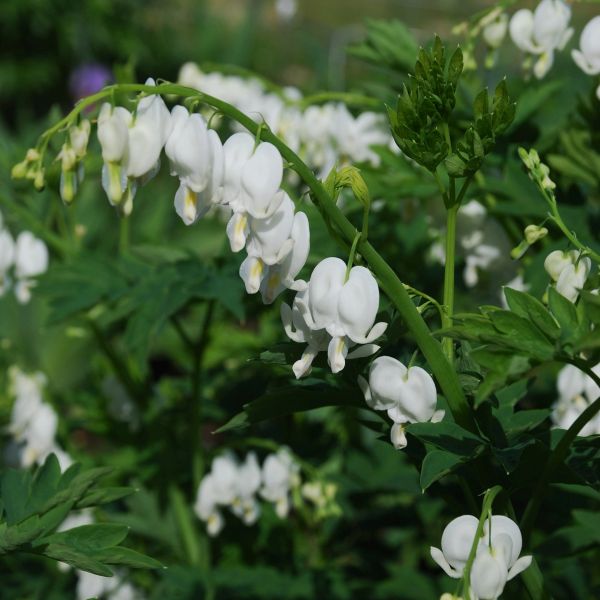 Dicentra Spectabilis Alba