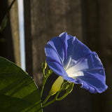 Heavenly Blue Morning Glory