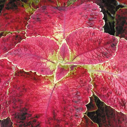 Coleus Dipt in Wine