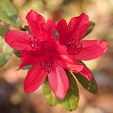 Encore&reg; Autumn Ruby&reg; Azalea Tree