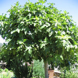 Black Mission Fig Tree