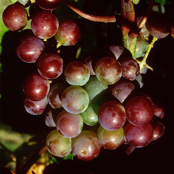 Somerset Seedless Grape Vine