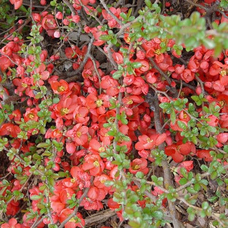 Texas Scarlet Flowering Quince