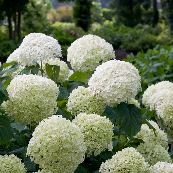 Incrediball&reg; Hydrangea