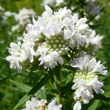 Summer Pollinator Pocket Garden