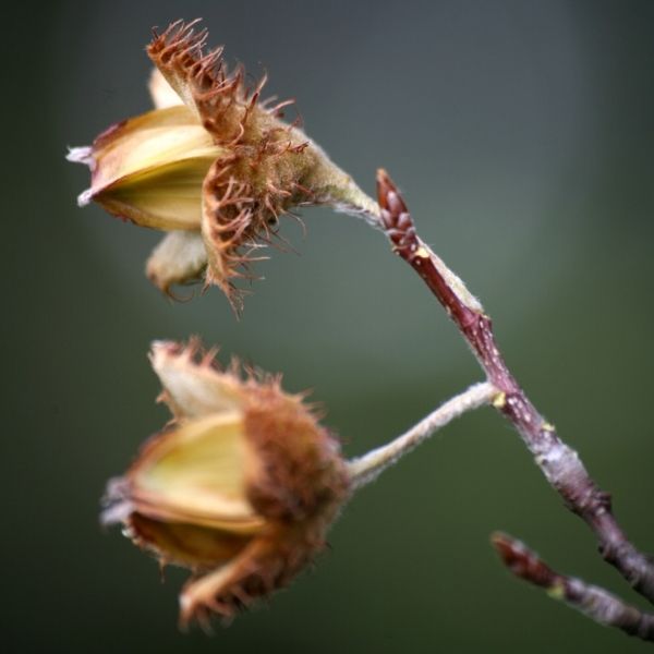 Audubon&reg; Native American Beech