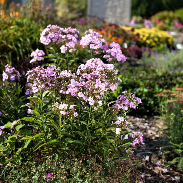 First Editions&reg; Cotton Candy&trade; Phlox