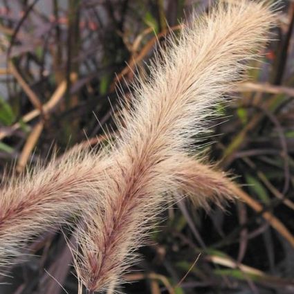 Graceful Grasses® Purple Fountain Pennisetum