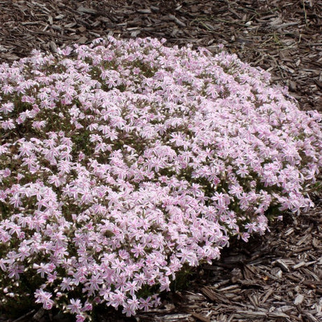 Phlox Candy Stripe