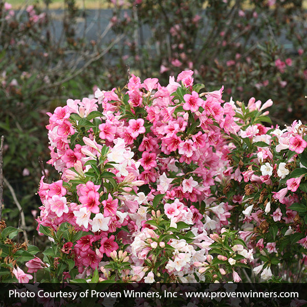 Czechmark Trilogy&reg; Weigela