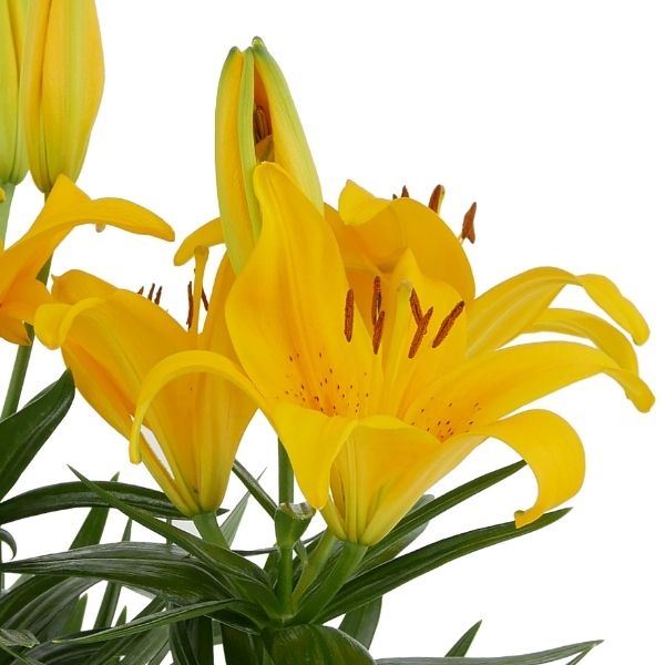 Yellow Asiatic Lily