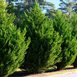 Leyland Cypress