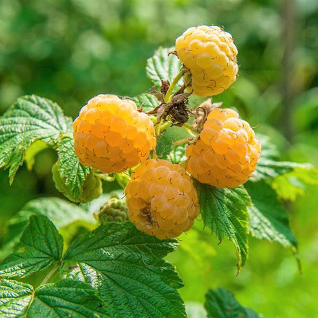 Anne Raspberry Bush