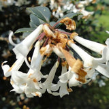 Delavay Osmanthus