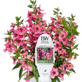 Angelonia Angelface Pink