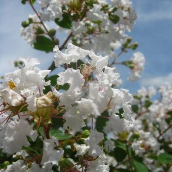 Acoma Crape Myrtle