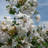 Acoma Crape Myrtle