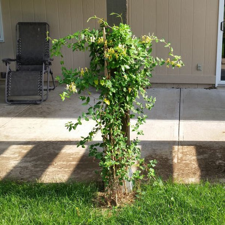 Hall's Japanese Honeysuckle