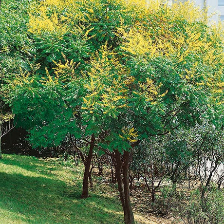 Summerburst&reg; Golden Rain Tree