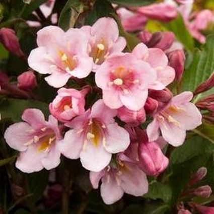 Tango Weigela