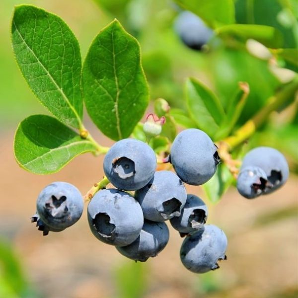 Brightwell Blueberry Bush