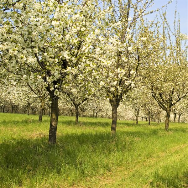 Stella Cherry Tree