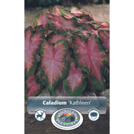 Kathleen Caladium