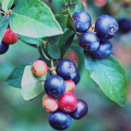 Climax Blueberry Bush