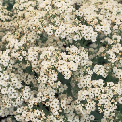 Festival Star Baby's Breath