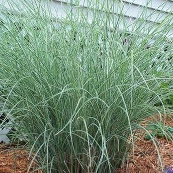 Miscanthus Morning Light Grass