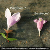 Pinky Bells&reg; Abelia