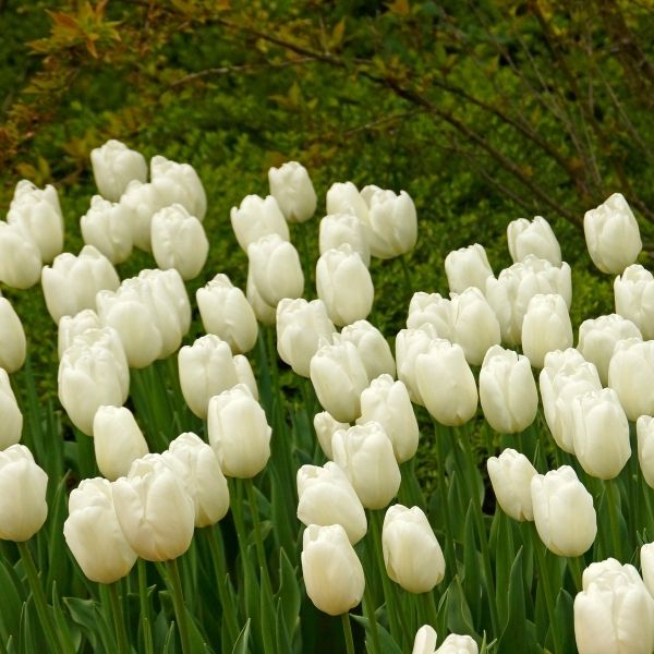 White Clouds Tulip