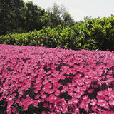 Kahori&reg; Dianthus