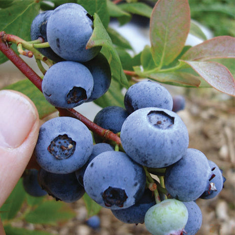 Chandler Blueberry Bush