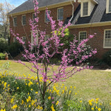 Gilded Hearts Redbud