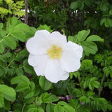 White Rugosa Rose