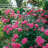 Pink Double Knock Out&reg; Rose